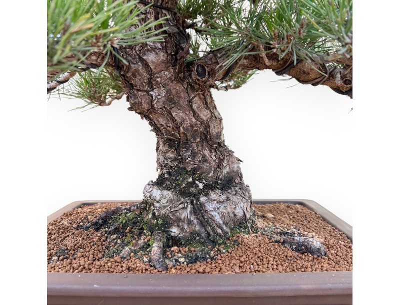 Pinus Thunbergii - Pino negro - 65 cm