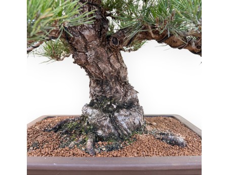 Pinus Thunbergii - Zwarte den - 65 cm