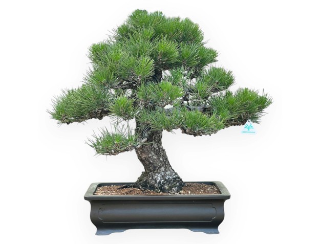 Pinus Thunbergii - Pino negro - 66 cm