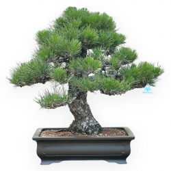 Pinus Thunbergii - Pino Nero - 66 cm