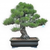 Pinus Thunbergii - Pino Nero - 66 cm