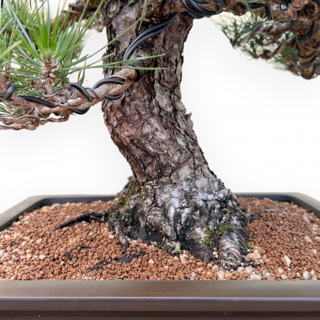 Pinus Thunbergii - Zwarte den - 66 cm