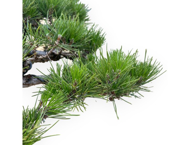 Pinus Thunbergii - Schwarzkiefer - 66 cm 2