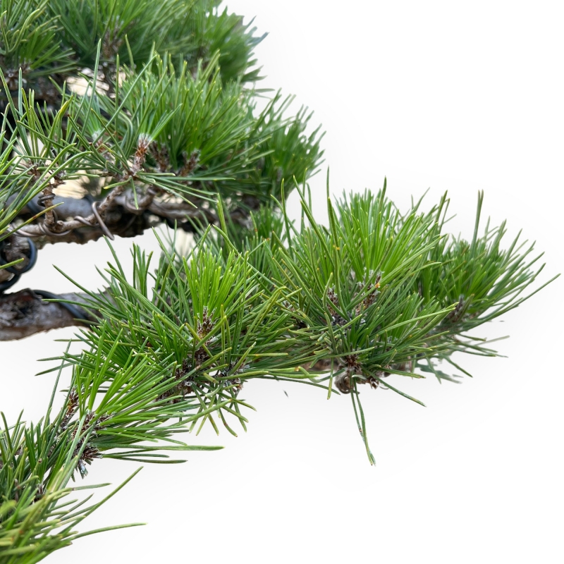Pinus Thunbergii - Schwarzkiefer - 66 cm