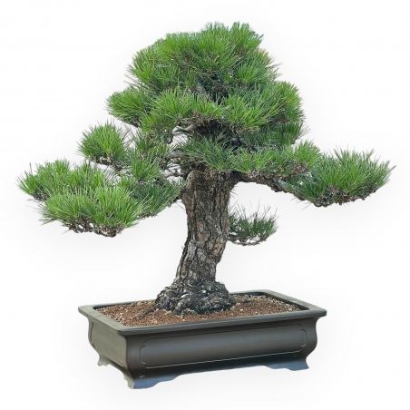 Pinus Thunbergii - Zwarte den - 66 cm