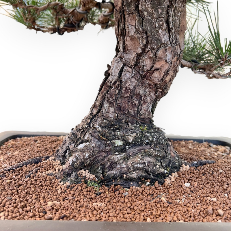 Pinus Thunbergii - Black Pine - 66 cm
