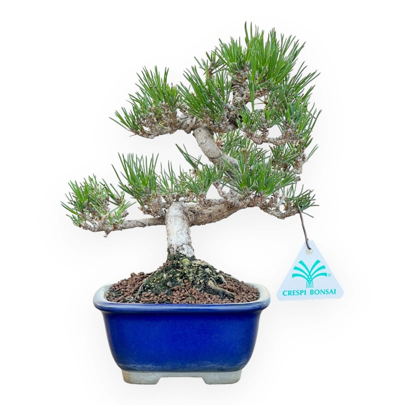 Pinus Thunbergii - Pino Nero - 25 cm