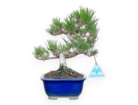 Pinus Thunbergii - Schwarzkiefer - 25 cm