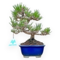 Pinus Thunbergii - Black Pine - 25 cm