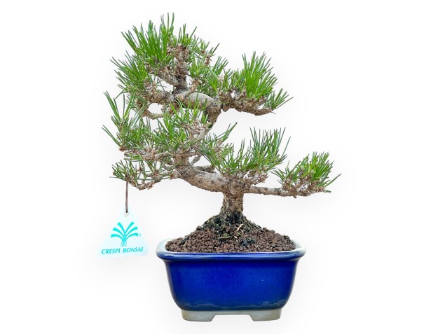 Pinus Thunbergii - Zwarte den - 25 cm