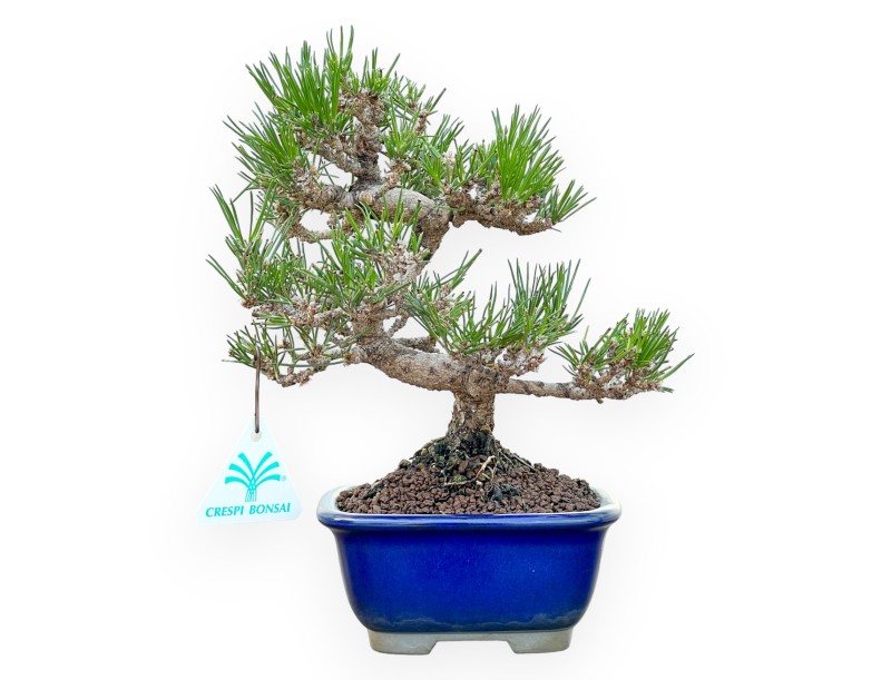 Pinus Thunbergii - Pino negro - 25 cm