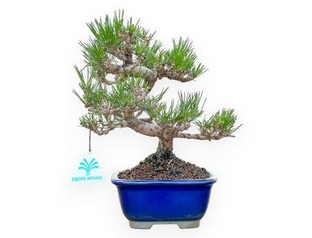 Pinus Thunbergii - Black Pine - 25 cm