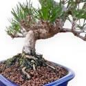 Pinus Thunbergii - Pino Nero - 25 cm