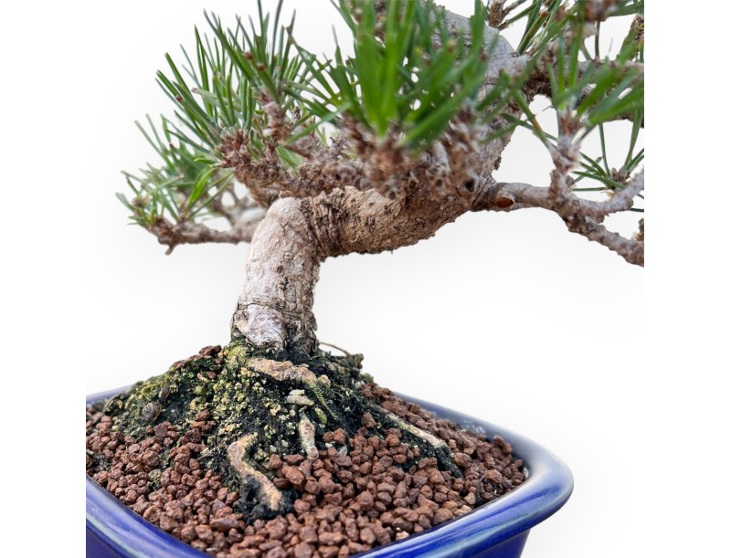 Pinus Thunbergii - Zwarte den - 25 cm