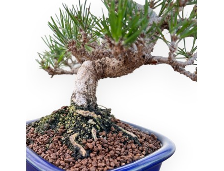 Pinus Thunbergii - Pino negro - 25 cm