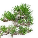 Pinus Thunbergii - Pino Nero - 25 cm
