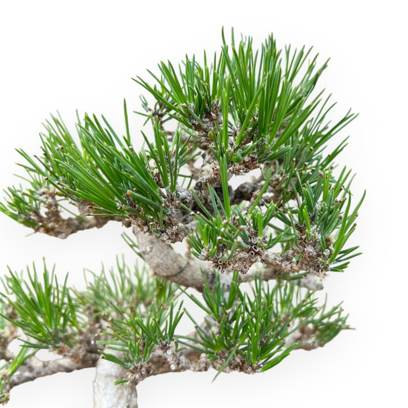 Pinus Thunbergii - Pino Nero - 25 cm
