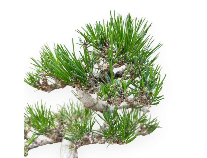 Pinus Thunbergii - Zwarte den - 25 cm