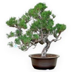 Juniperus Chinensis Kishu - Ginepro - 66 cm
