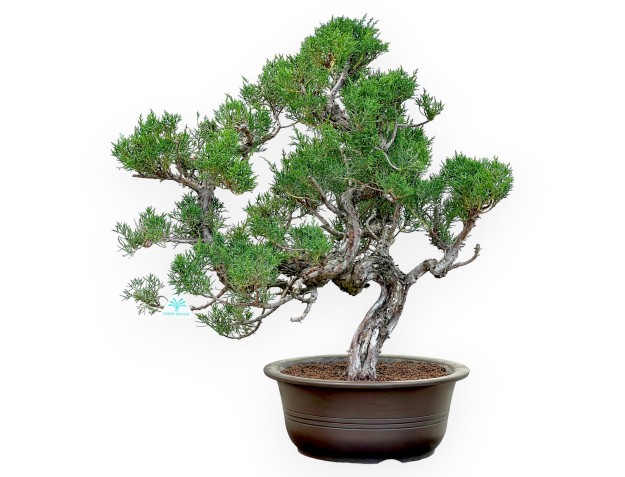 Juniperus Chinensis Kishu - Juniper - 66 cm