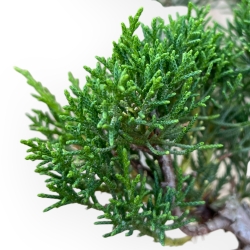 Juniperus Chinensis Kishu - Ginepro - 66 cm