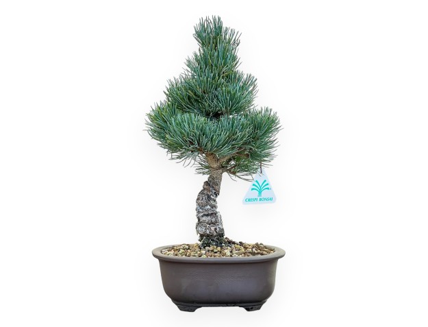 Pinus Pentaphylla - Pino - 35 cm