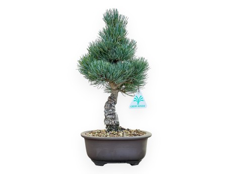Pinus Pentaphylla - Pino a cinque aghi - 35 cm