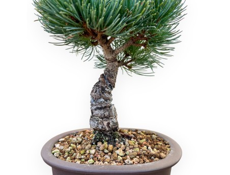 Pinus Pentaphylla - Den - 35 cm