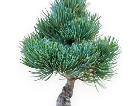 Pinus Pentaphylla - Pino a cinque aghi - 35 cm