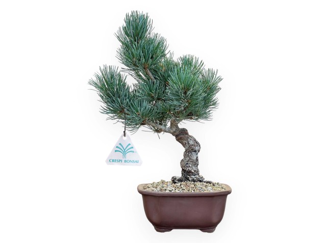 Pinus Pentaphylla - Pino - 34 cm
