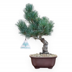Pinus Pentaphylla - Pino a cinque aghi - 34 cm