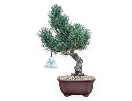 Pinus Pentaphylla - Pine five needles - 34 cm