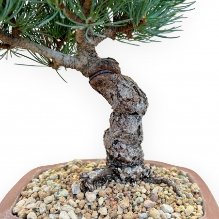 Pinus Pentaphylla - Pino - 34 cm