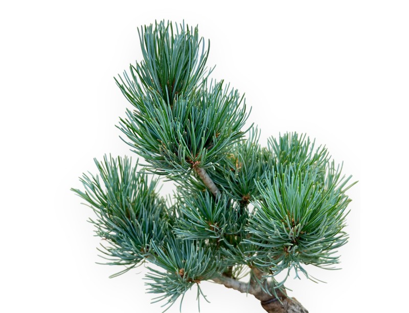 Pinus Pentaphylla - Pin à cinq aiguilles - 34 cm