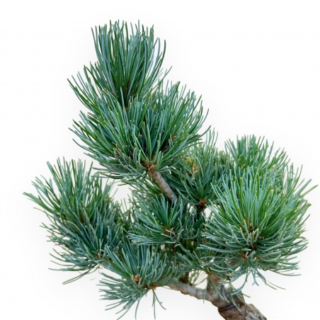 Pinus Pentaphylla - Pino a cinque aghi - 34 cm
