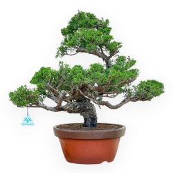 Juniperus Chinensis Itoigawa - Ginepro - 50 cm
