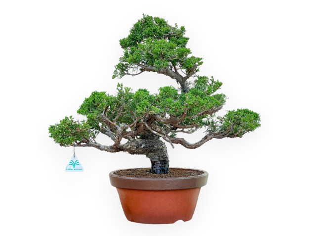 Juniperus Chinensis Itoigawa - Juniper - from 50 cm