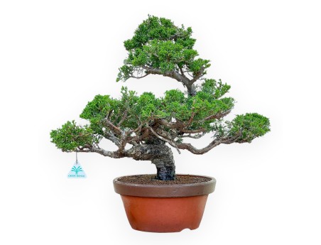 Juniperus Chinensis Itoigawa - Juniper - from 50 cm