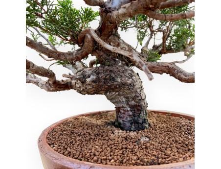 Juniperus Chinensis Itoigawa - Enebro - 50 cm