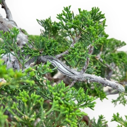 Juniperus Chinensis Itoigawa - Ginepro - 50 cm