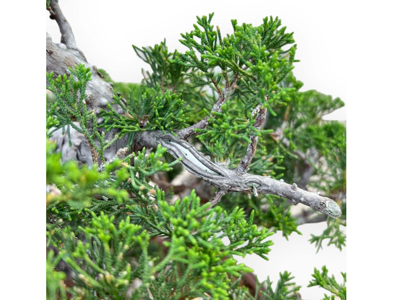 Juniperus Chinensis Itoigawa - Juniper - from 50 cm