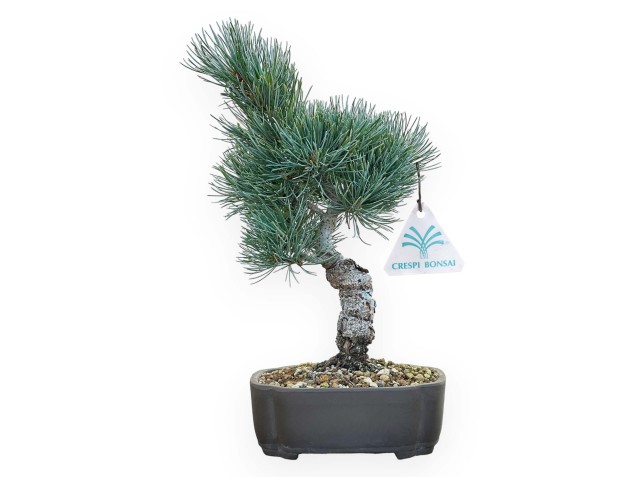 Pinus Pentaphylla - Kiefer - 32 cm