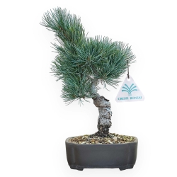 Pinus Pentaphylla - Pino a cinque aghi - 32 cm