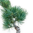 Pinus Pentaphylla - Pino a cinque aghi - 32 cm