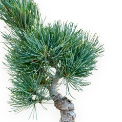 Pinus Pentaphylla - Pine five needles - 32 cm