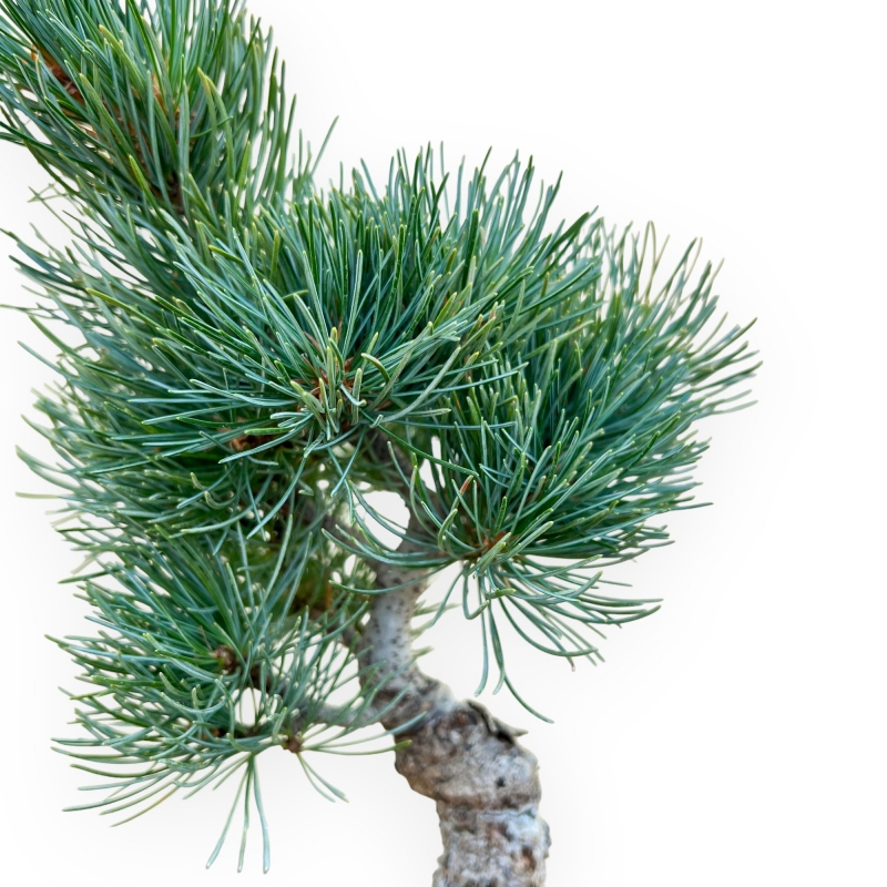 Pinus Pentaphylla - Pino a cinque aghi - 32 cm