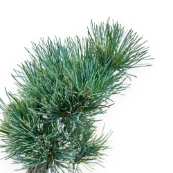 Pinus Pentaphylla - Pino a cinque aghi - 32 cm