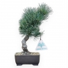 Pinus Pentaphylla - Pino a cinque aghi - 32 cm