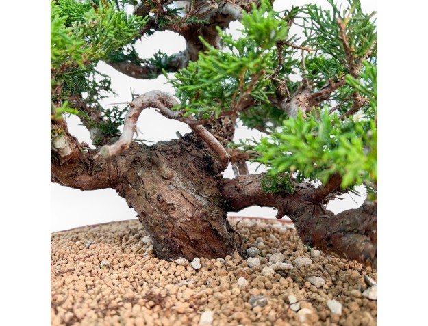 Juniperus Chinensis Itoigawa - Enebro - 44 cm 2