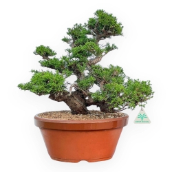 Juniperus Chinensis Itoigawa - Ginepro - 44 cm